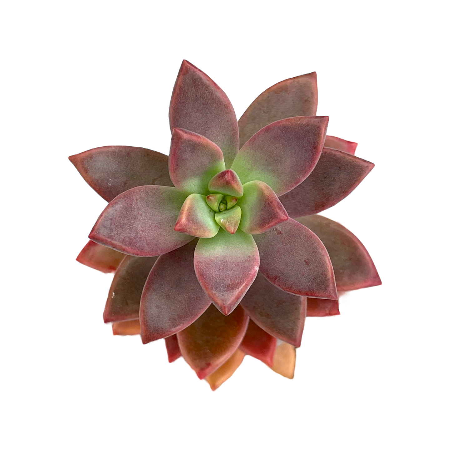 x Graptosedum 'Alpenglow'