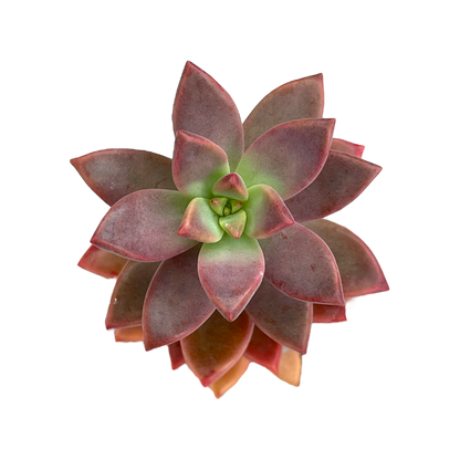 x Graptosedum 'Alpenglow'