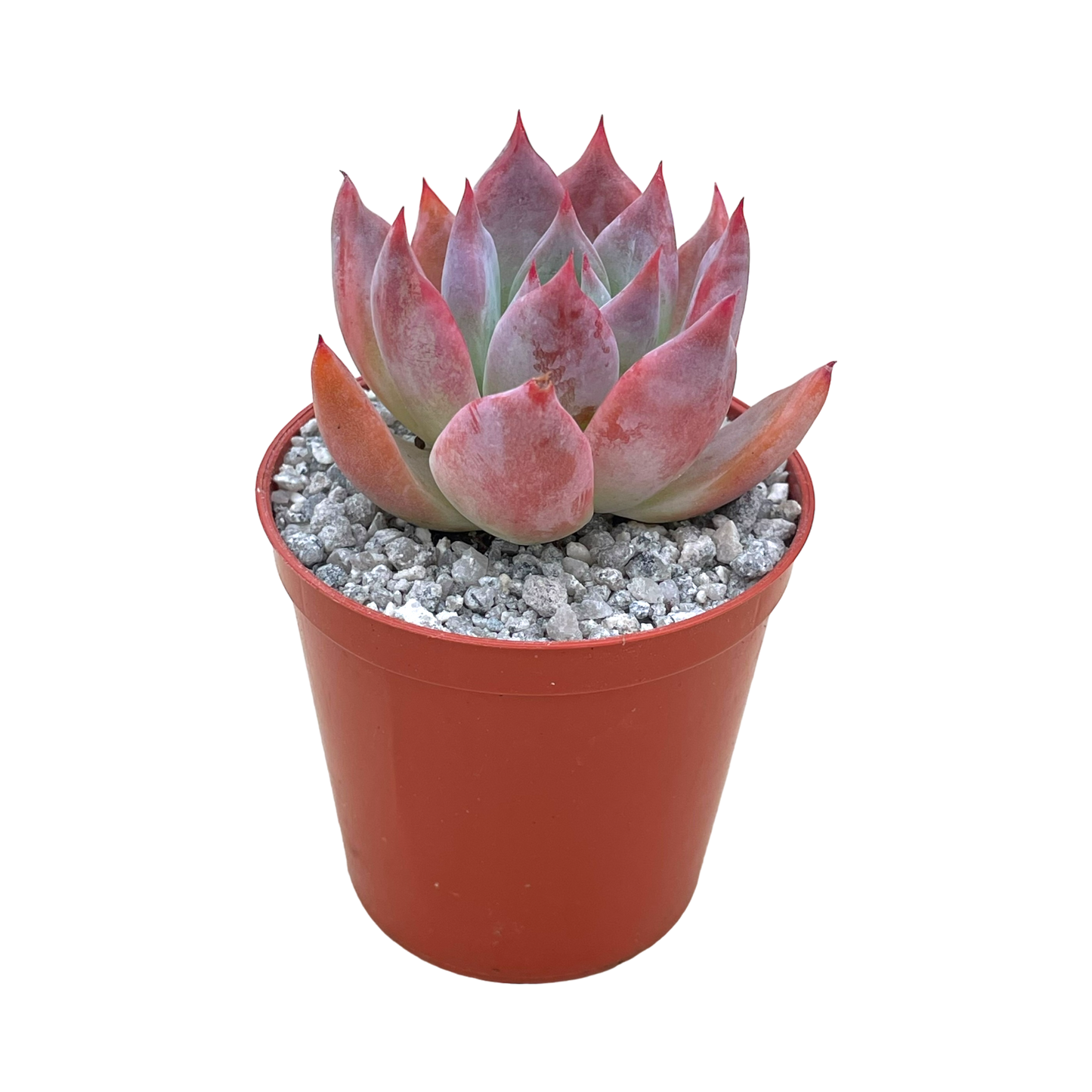 Echeveria 'Humming Bird'