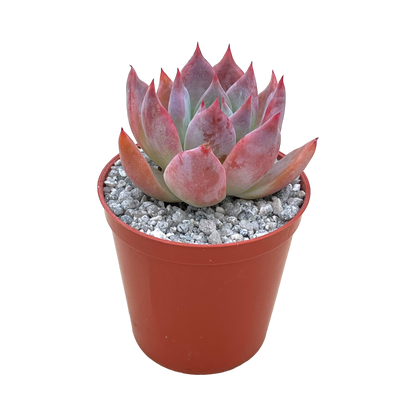 Echeveria 'Humming Bird'