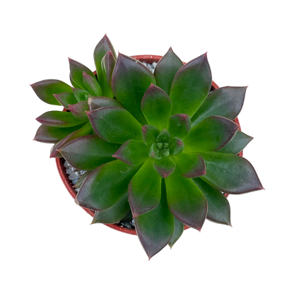 Echeveria 'Zodiac'