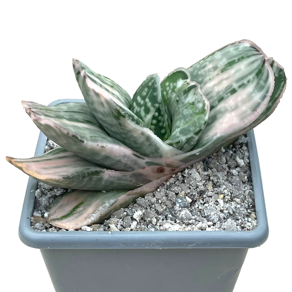 Gasteria 'Salad Cream'
