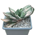 Gasteria 'Salad Cream'