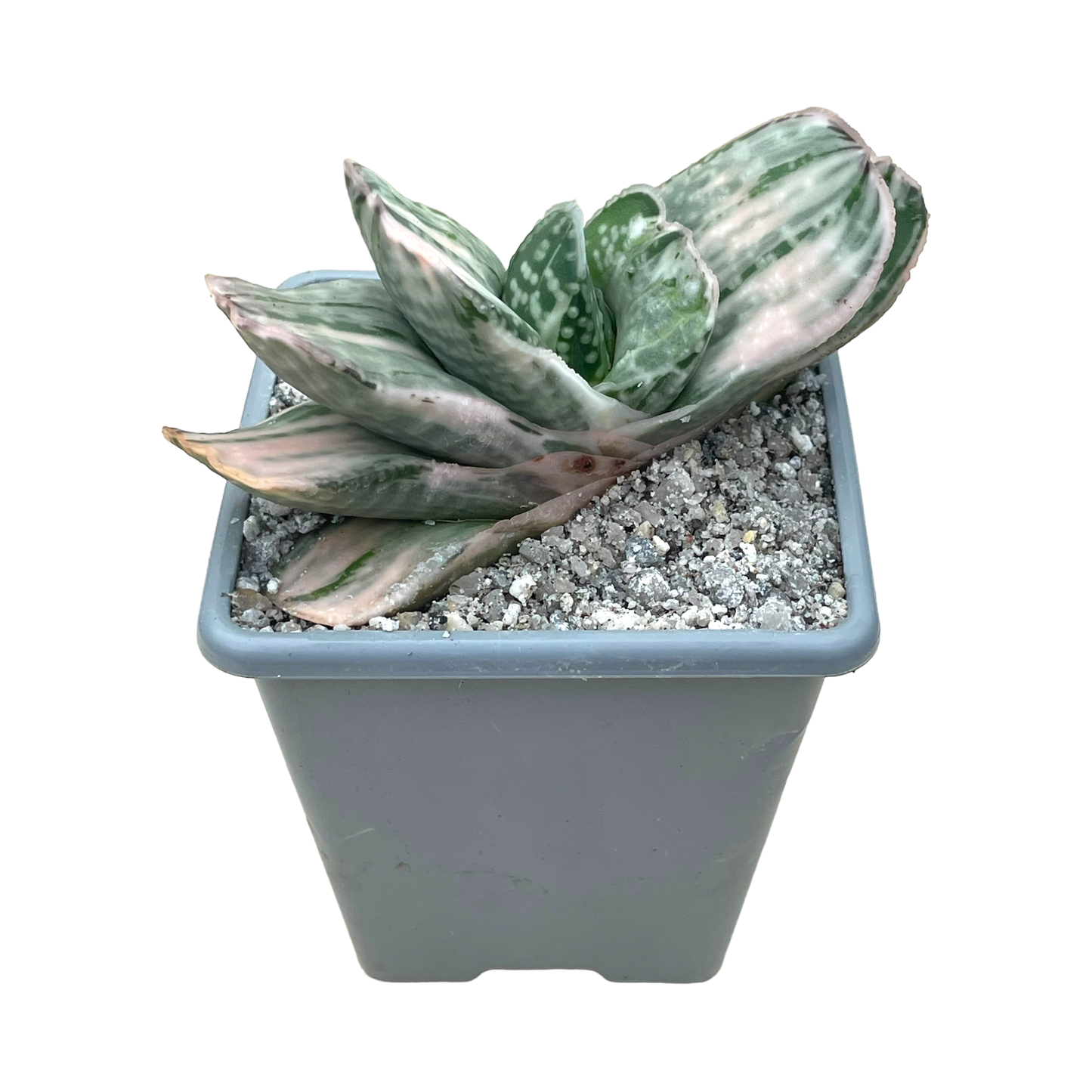 Gasteria 'Salad Cream'