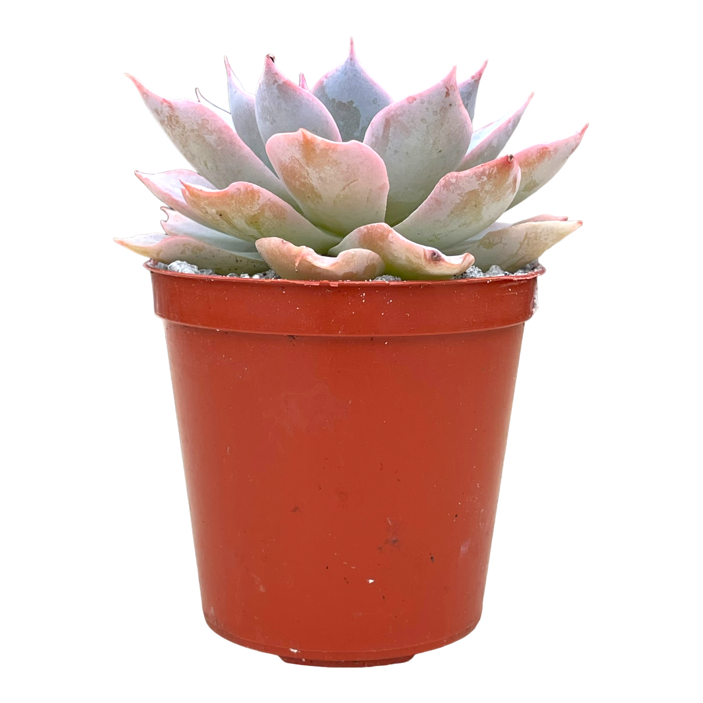 Echeveria subsessilis