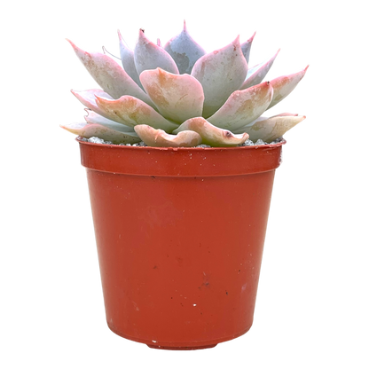 Echeveria subsessilis