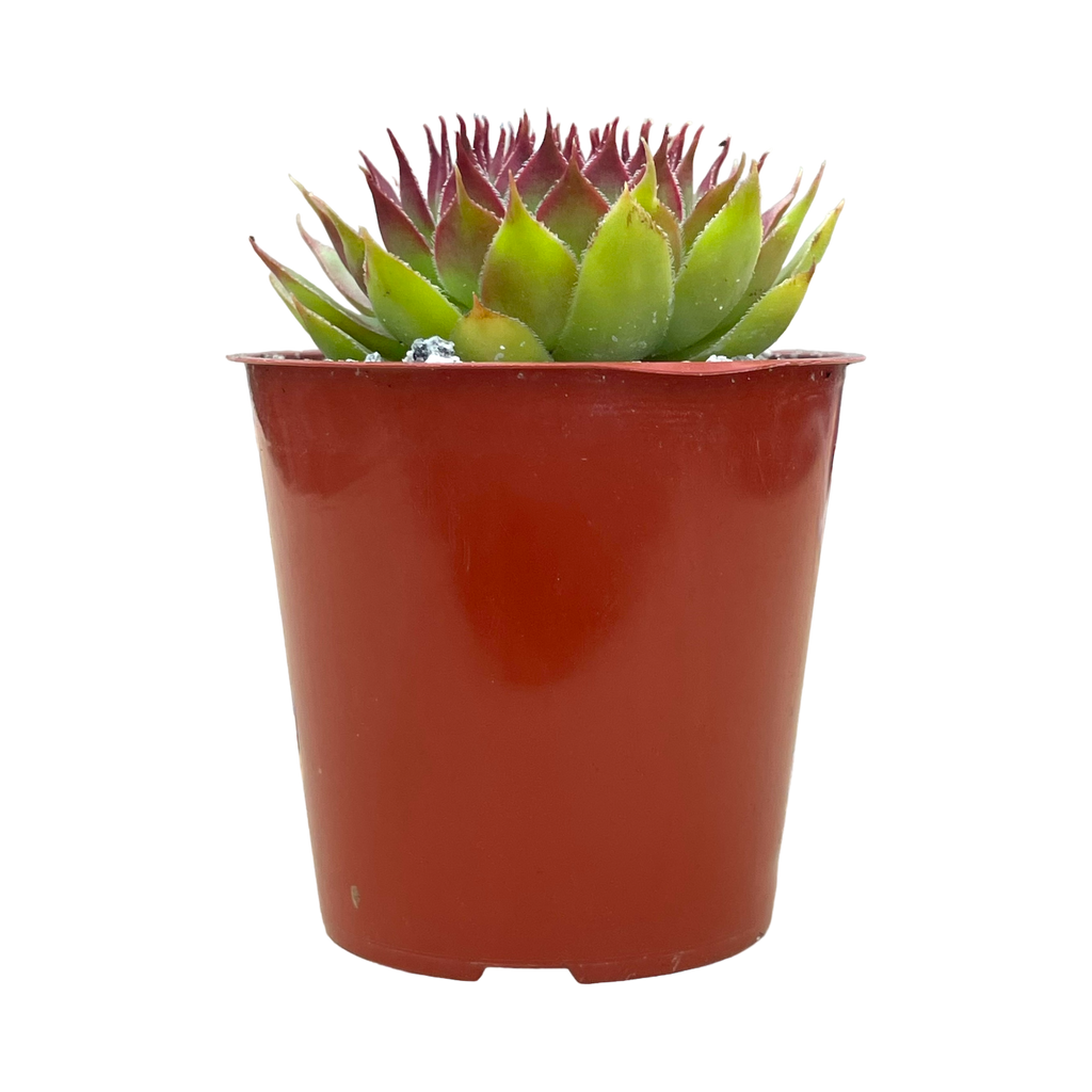 Sempervivum 'Leclare no.4'