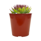 Sempervivum 'Leclare no.4'