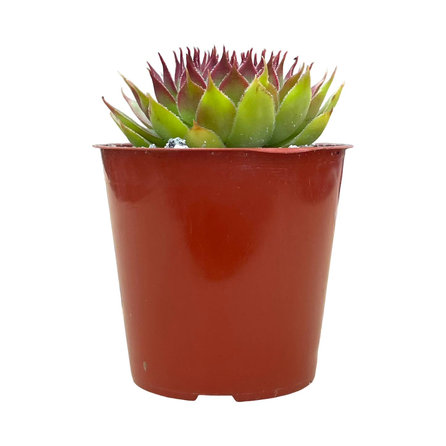 Sempervivum 'Leclare no.4'