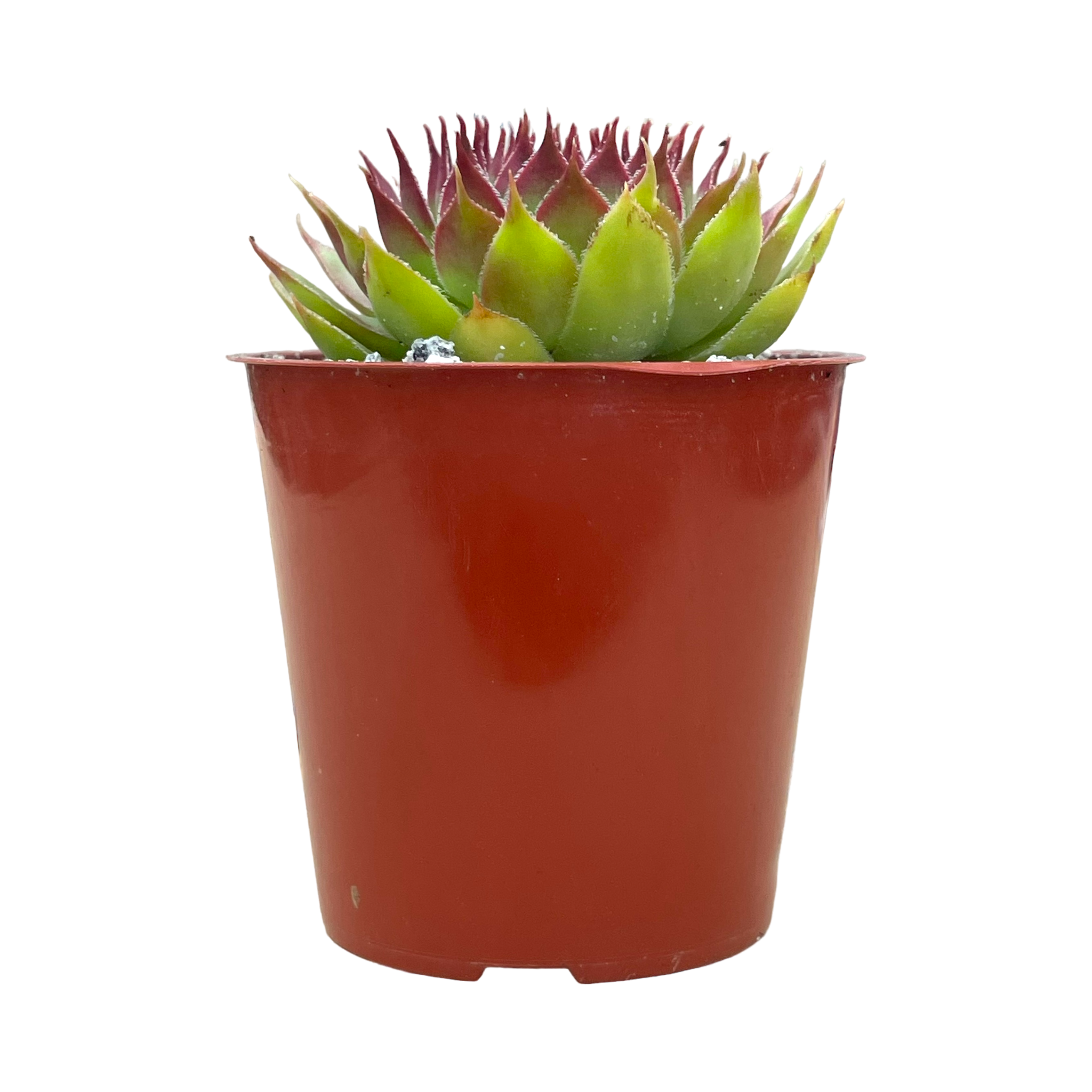 Sempervivum 'Leclare no.4'