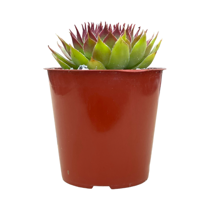 Sempervivum 'Leclare no.4'