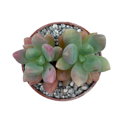 x Sedeveria 'Giant Blue'