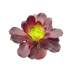 Aeonium 'Voodoo'