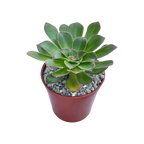 Aeonium rubrolineatum