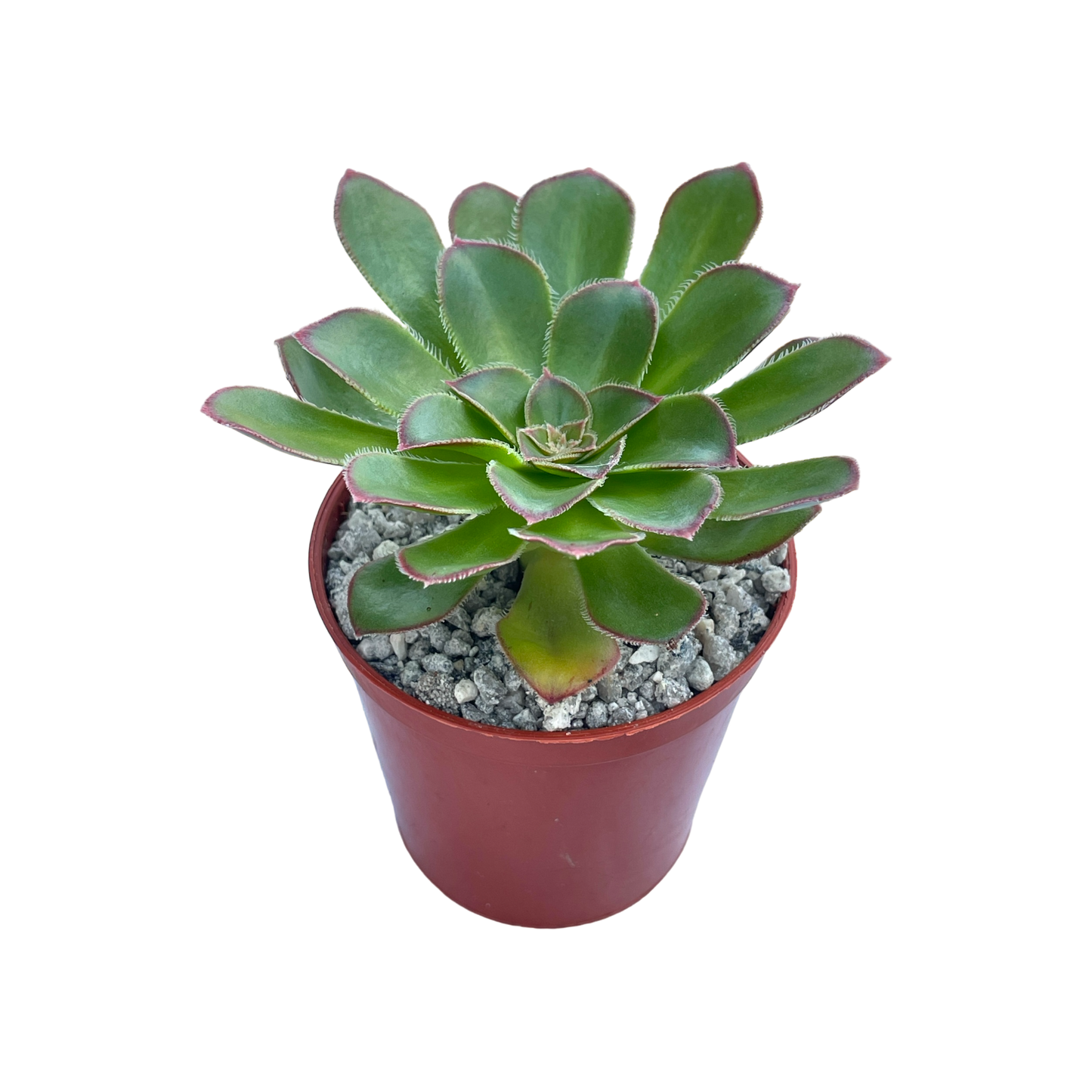 Aeonium rubrolineatum