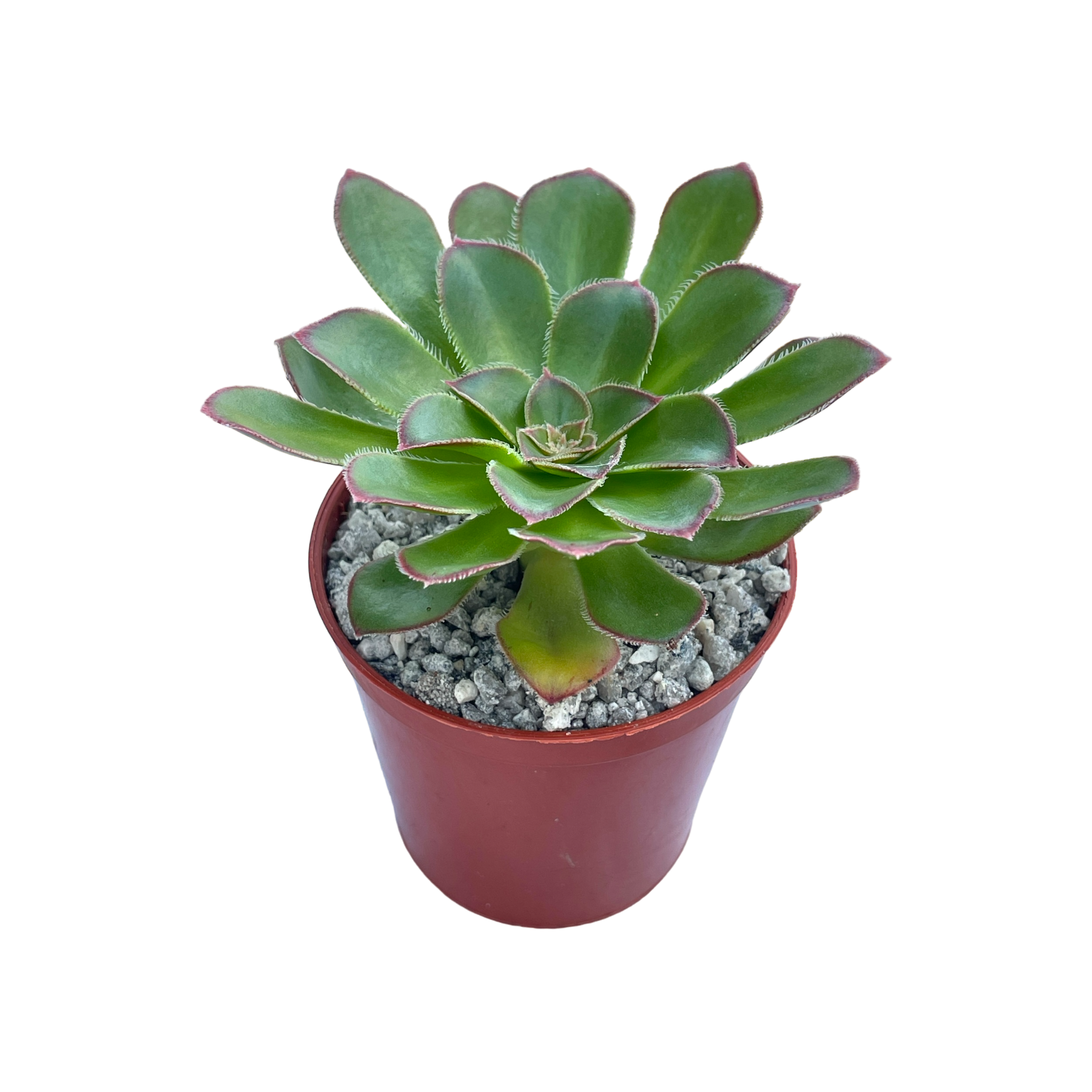 Aeonium rubrolineatum