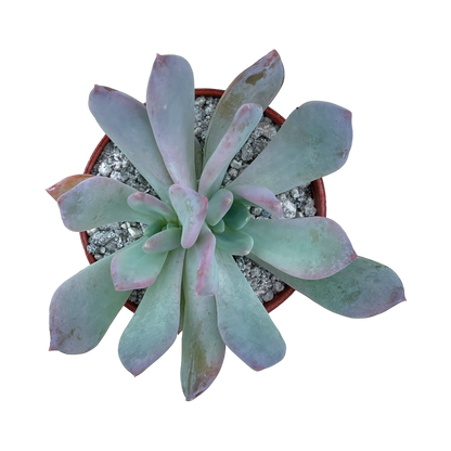 Graptopetalum 'Korayrochi'