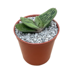 Gasteria 'Lime Warty'