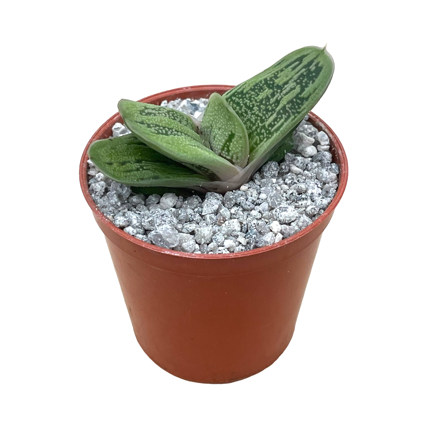 Gasteria ‘Lime Warty’