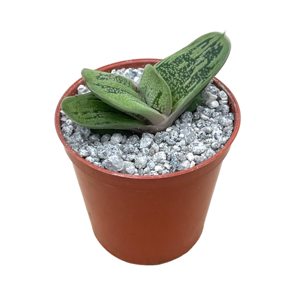 Gasteria ‘Lime Warty’