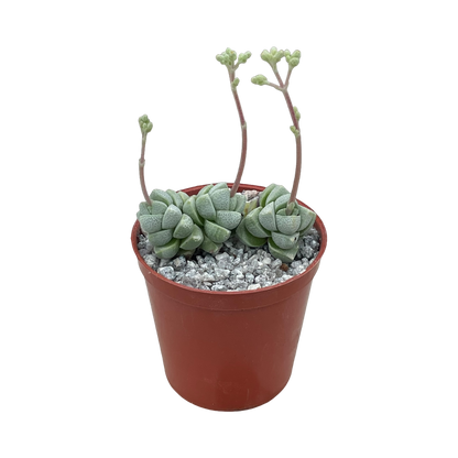 Crassula deceptor