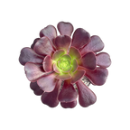 Aeonium 'Velour'