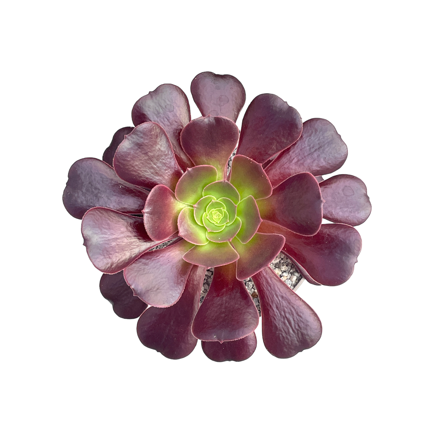 Aeonium 'Velour'