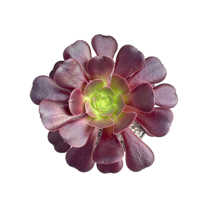 Aeonium 'Velour'