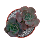 Echeveria venezualensis
