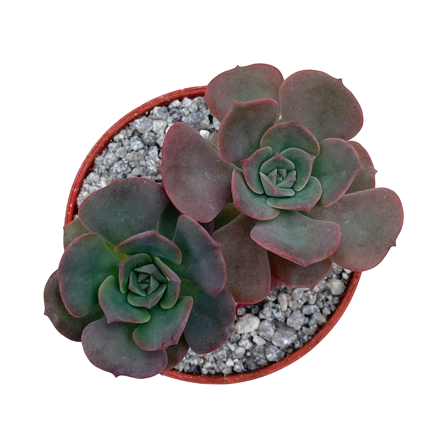 Echeveria venezualensis