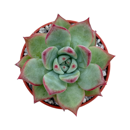 Echeveria 'Cornish Delight'