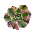 Aeonium 'Marnier Lapostlle' variegata