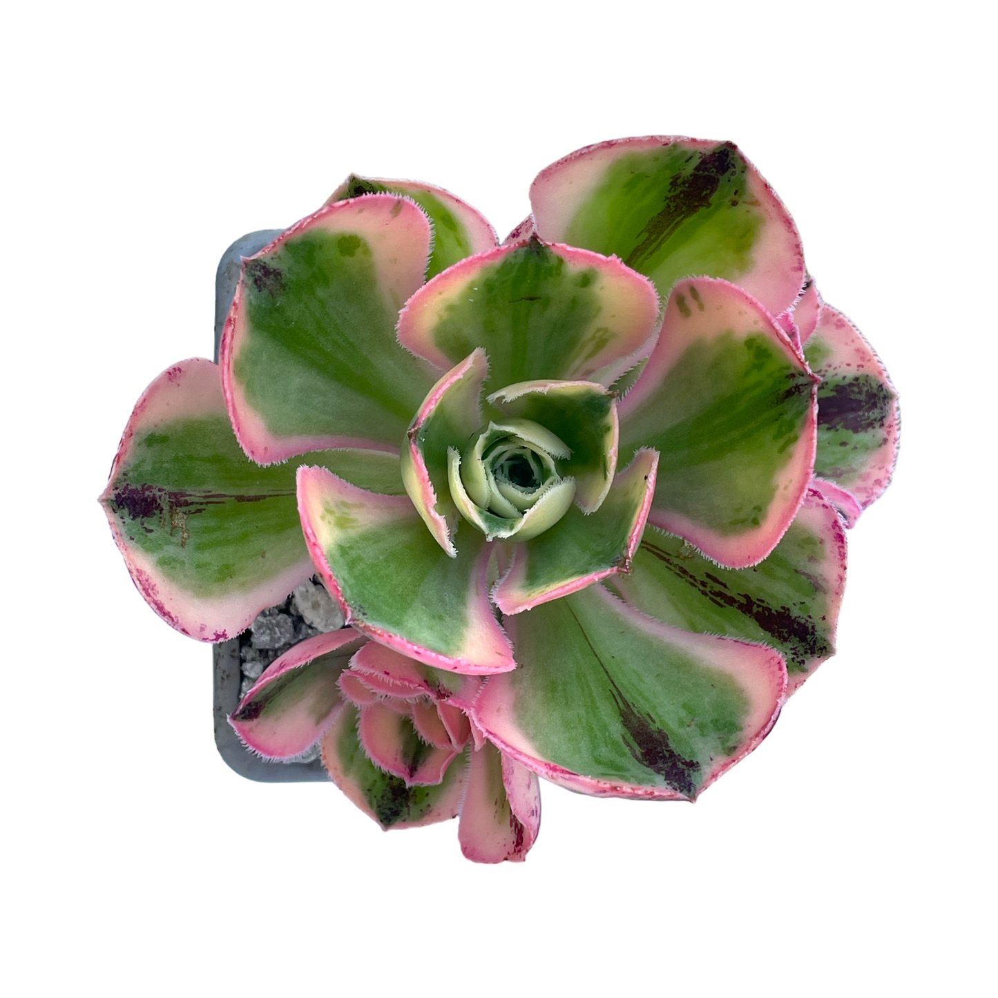 Aeonium 'Marnier Lapostlle' variegata