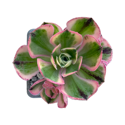 Aeonium 'Marnier Lapostlle' variegata