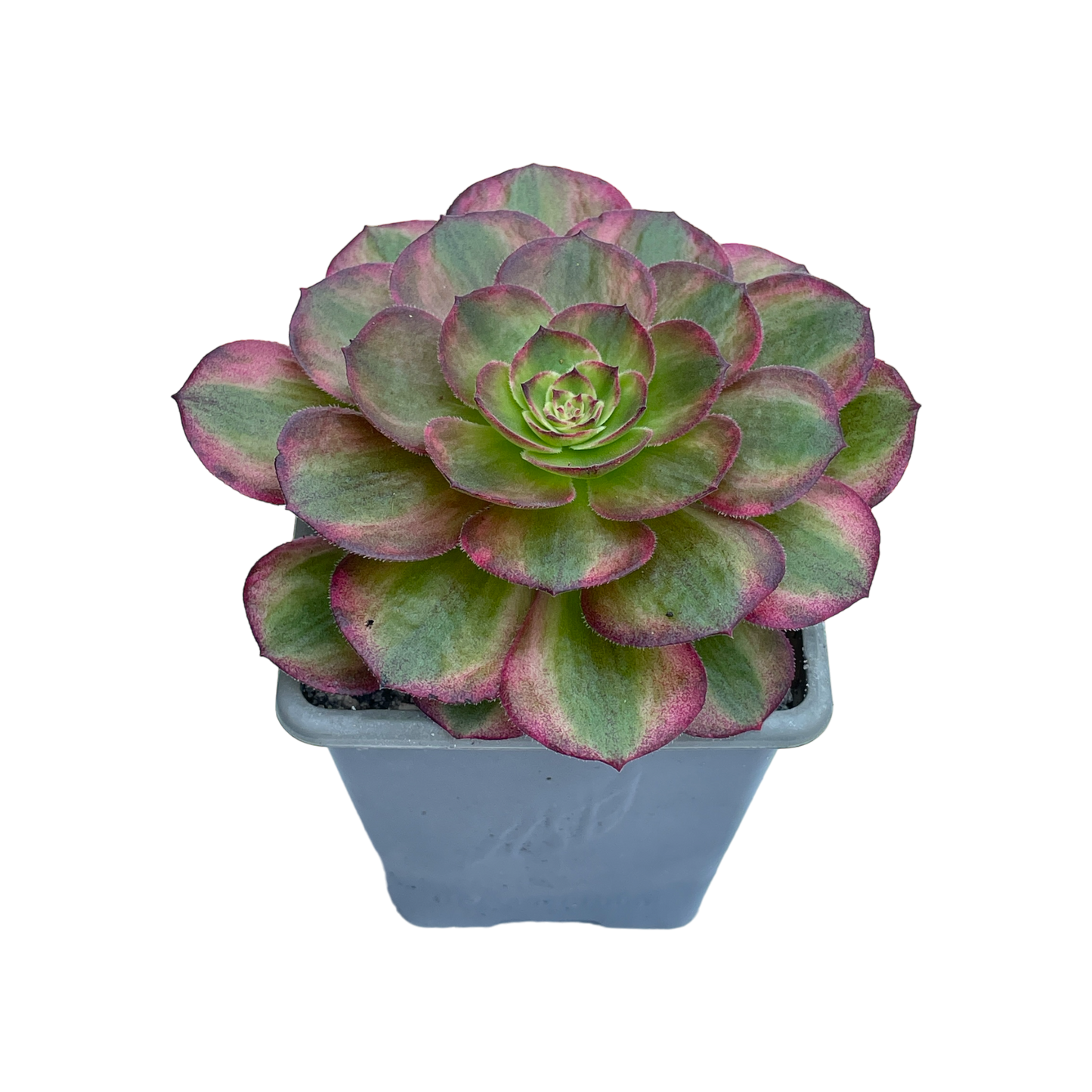 Aeonium 'Halloween' variegata