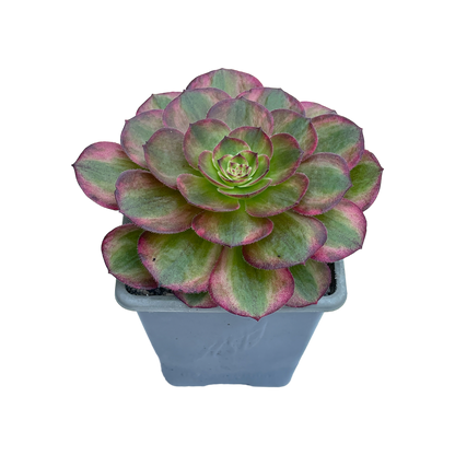 Aeonium 'Halloween' variegata