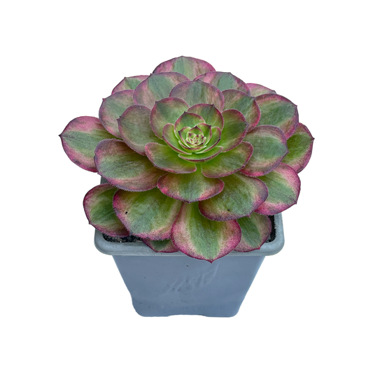 Aeonium 'Halloween' variegata (Form 1)