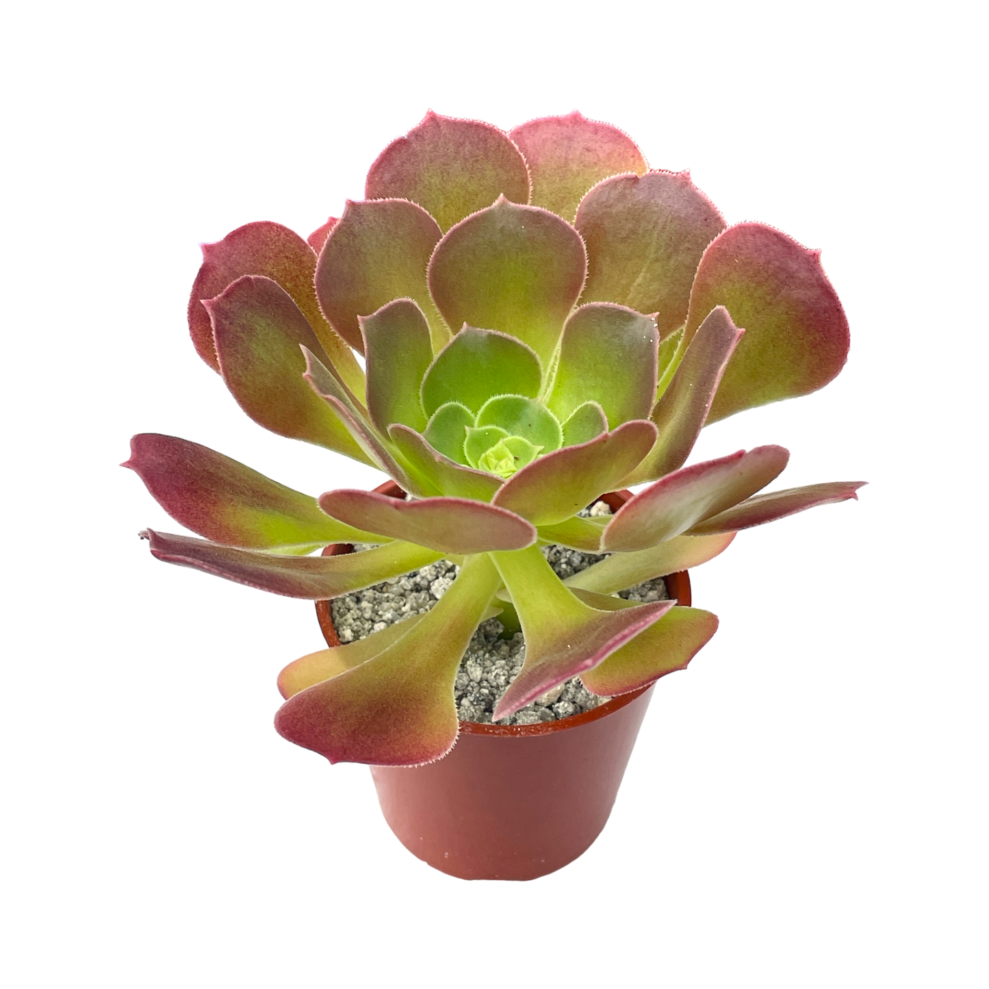 Aeonium 'Blushing Beauty'