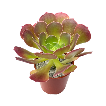 Aeonium 'Blushing Beauty'