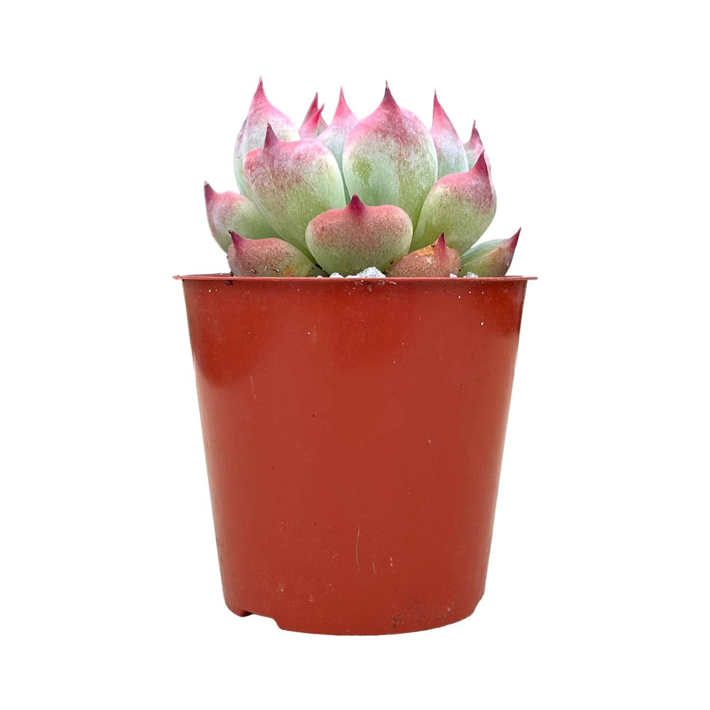 Echeveria chihuahuaensis 'Raspberry Dip'