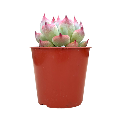 Echeveria chihuahuaensis 'Raspberry Dip'