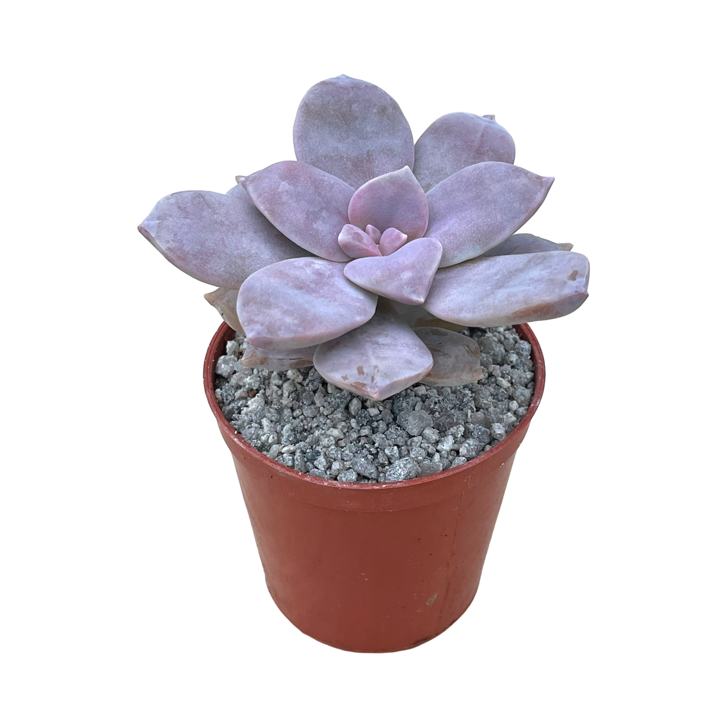 Graptopetalum petandrum subsp. superbum