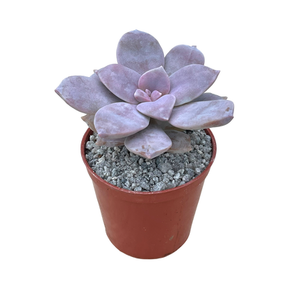 Graptopetalum petandrum subsp. superbum