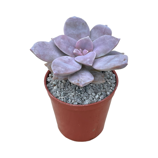 Graptopetalum petandrum subsp. superbum