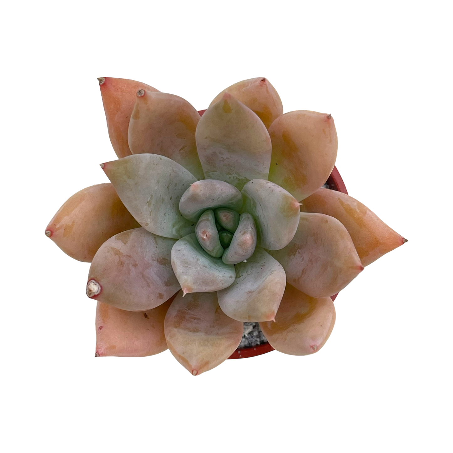 Echeveria 'Moonshadow'