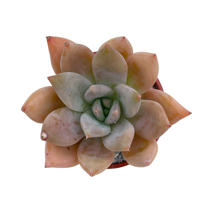 Echeveria 'Moonshadow'