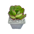 Aeonium 'Marnier Lapostolle'