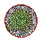 Sempervivum calcareum v. greenii