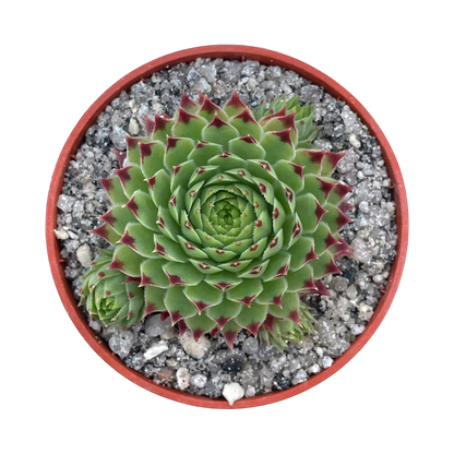 Sempervivum calcareum v. greenii