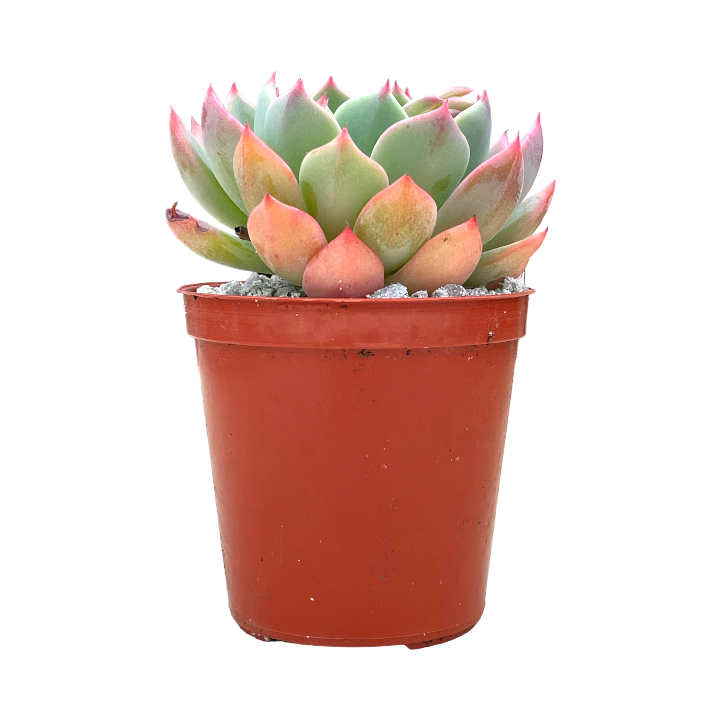 Echeveria minima 'Nanahukumini'